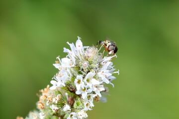 Close-up photo of a syrphid on mint blossom.