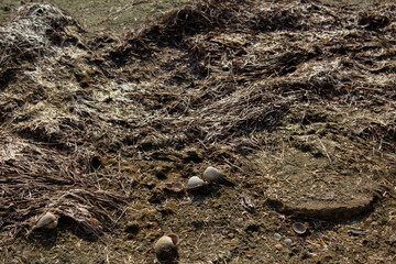 Pollution of the lake with algae and seashells from the sea on the shore. The concept of protecting nature from pollution to the environment