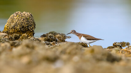 Close-up portrait of a tiny wader in a lakeshore with stones overgrowned by shells. Czech Republic. Common Sandpiper, Actitis hypoleucos.
