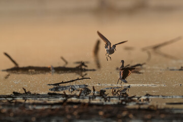 Spring mood. A couple of little waders in courtship at sunrise time. Wood sandpiper, Tringa glareola