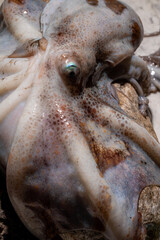 Common octopus, Octopus vulgaris, isolated on white background