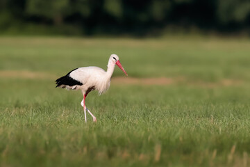 A close-up photo of a white stork hunting in a meadow.  White stork, Ciconia ciconia