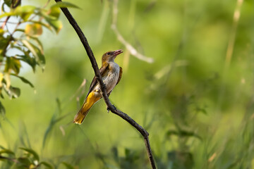 Close-up portrait of  female golden oriole.  Oriolus oriolus.