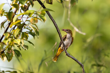 Close-up portrait of  female golden oriole.  Oriolus oriolus.