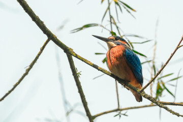 Close-up portrait of kingfisher lurking on a twig, against a background of a green bushes. Flying jewel Common kingfisher, Alcedo atthis