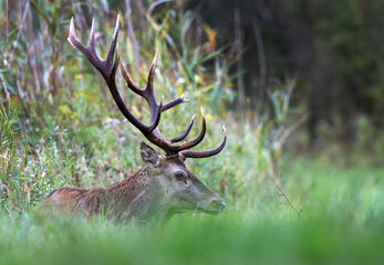 Red deer with antlers in forest