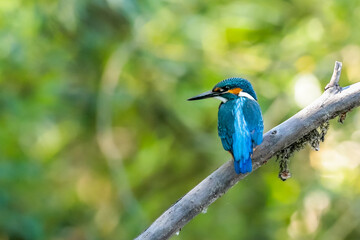 Close-up portrait of kingfisher lurking on a twig, against a background of a green bushes. Flying jewel Common kingfisher, Alcedo atthis