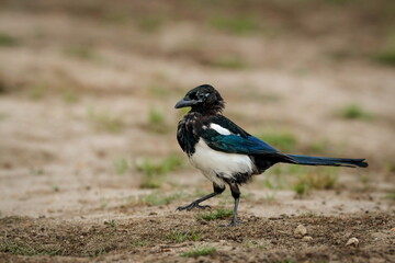 Close-up portrait of Eurasian (Common) Magpie, Pica pica