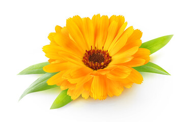 One flower head of calendula (marigold) with leaves isolated on white background