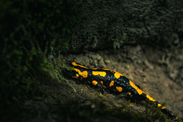 Yellow and black fire salamander on the wet forest ground with green moss
