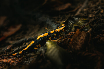 Yellow and black fire salamander on the wet forest ground with orange leaves