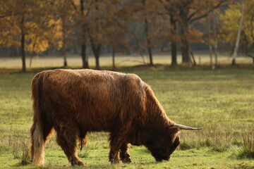 Scottish highlander is grazing in the protected nature area the Staatsbossen in Sint Anthonis. St Anthonisbos, North Brabant, Land van Cuijk, The Netherlands, Europe.