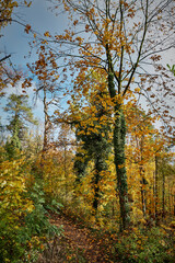 Fototapeta premium Herbst am Kranichsberg in der Rüdersdorfer Heide bei Berlin