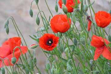 Flowering wild poppy (Papaver rhoeas)