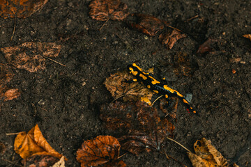 Yellow and black fire salamander on the wet forest ground with orange leaves