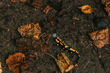 Yellow and black fire salamander on the wet forest ground with orange leaves