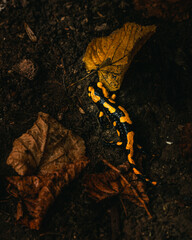 Yellow and black fire salamander on the wet forest ground with orange leaves