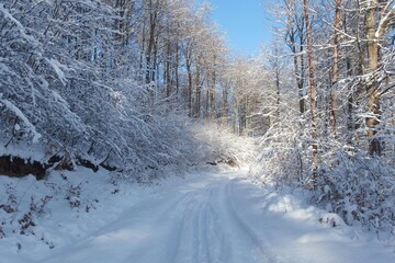 Road in beautiful snowy forest in sunny winter day