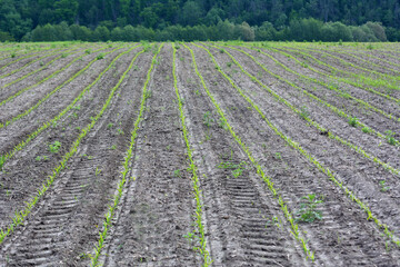 Young corn grows on the farmer's field.