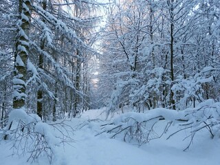 Beautiful snowy forest in sunny witner day