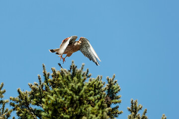Close-up photo of a bird of prey flying  in a dynamic pose, isolated on a neutral background of...