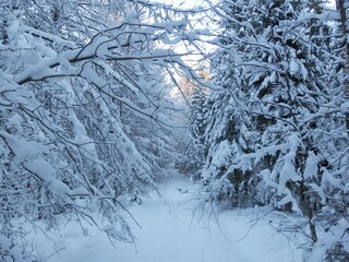 Beautiful snowy forest in sunny witner day