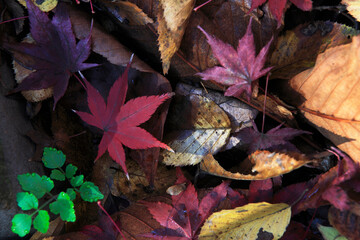 モミジの落ち葉