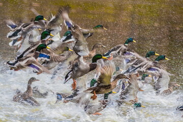 Duck queen with her entourage. A flock of ducks starts from the water, the female in the middle...