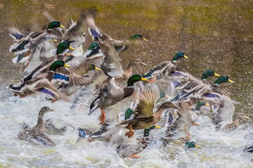 Duck queen with her entourage. A flock of ducks starts from the water, the female in the middle surrounded of many males, a lot of water splash. Mallard, Anas platyrhynchos
