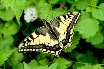 Swallowtail butterfly - Papilio machaon