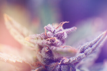 CBD THC in Pot. Marijuana bud close up. Sativa Fresh green weed In details. Indica flower. Macro...