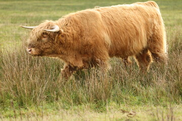 A Scottish highlander in the protected nature reserve the Staatsbossen in Sint Anthonis. St...