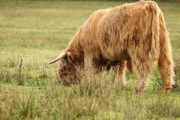 Scottish highlander is grazing in the protected nature area the Staatsbossen in Sint Anthonis. St Anthonisbos, North Brabant, Land van Cuijk, The Netherlands, Europe.