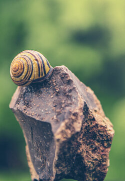 Schnecke und Schneckenhaus auf einem Stein in Nahaufnahmemit gr&uuml;nem Wald im Hintergrund. Bokeh Effekt Close up Fotografie.