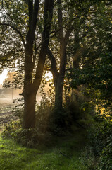 Foggy morning in the field