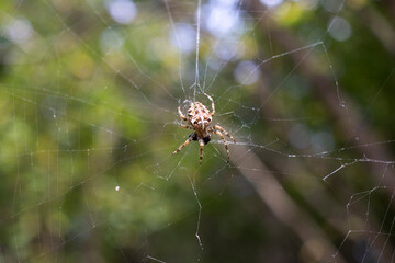 A cross spider hanging on a cobweb in forest.