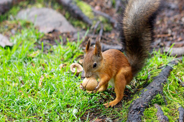 Naklejka na ściany i meble A fluffy red squirrel holds a walnut in its paws with sharp claws. 
