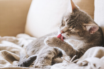 Fototapeta na wymiar A domestic tabby gray cat sits on the couch and washes. Cat hygiene. Selective focus. The cat in the home interior. Image for veterinary clinics, sites about cats