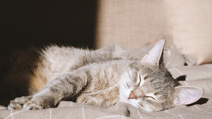 A domestic striped gray cat lies on the couch under a beige plaid and sleeps. The cat in the home interior. Image for veterinary clinics, sites about cats