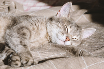 A domestic striped gray cat lies on the couch under a beige plaid and sleeps. The cat in the home interior. Image for veterinary clinics, sites about cats