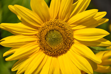 Obraz premium sunflower close up