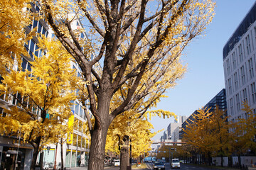 御堂筋の銀杏