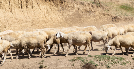 A herd of goats and sheep. The survival of animals in the arid steppe. Pastures of Europe.