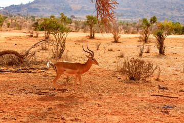 Gazellen in Tsavo East National Park, Safari in Kenia.