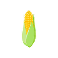 Corn cob vector illustration isolated on white background. Eps 10 vector illustration of maize.