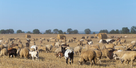 Fototapeta premium A herd of goats and sheep. Animals graze on the stubble of wheat. Round bales of straw in the field.