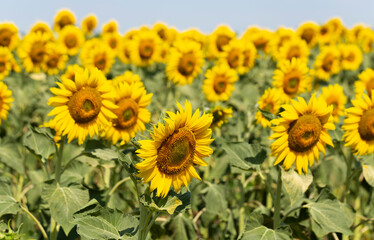 Sunflower Flower Blossom. Field of Golden sunflowers, illuminated by the midday sun. Bee collects...