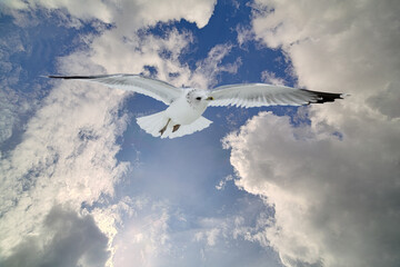 white seagull in blue sky with clouds