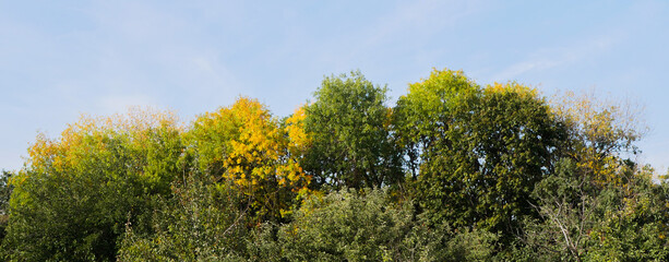 Autumn forest banner. Orange leaves. Trees tops and blue sky