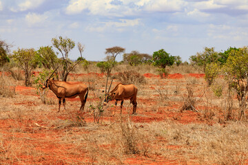 National Park Tsavo East in Kenia, Antilopen.
